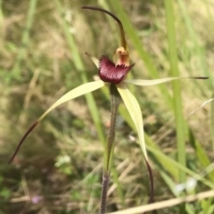 Caladenia montana (Mountain Spider Orchid) at Booth, ACT - 3 Nov 2021 by Sarah2019