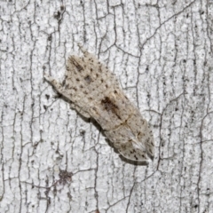 Ledromorpha planirostris (A leafhopper) at Scullin, ACT - 29 Oct 2021 by AlisonMilton