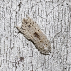 Ledromorpha planirostris (A leafhopper) at Scullin, ACT - 28 Oct 2021 by AlisonMilton