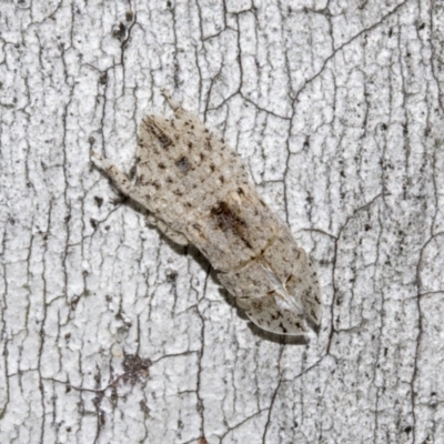 Ledromorpha planirostris (A leafhopper) at Scullin, ACT - 29 Oct 2021 by AlisonMilton