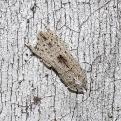 Ledromorpha planirostris (A leafhopper) at Scullin, ACT - 28 Oct 2021 by AlisonMilton