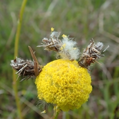 Heliocosma (genus - immature) (A tortrix or leafroller moth) at Cook, ACT - 22 Oct 2021 by CathB