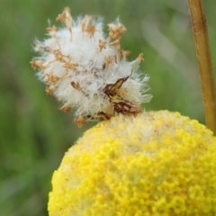 Heliocosma (genus - immature) at Mount Painter - 22 Oct 2021