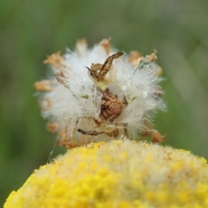 Heliocosma (genus - immature) at Mount Painter - 22 Oct 2021