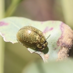 Paropsisterna cloelia (Eucalyptus variegated beetle) at The Pinnacle - 30 Oct 2021 by AlisonMilton