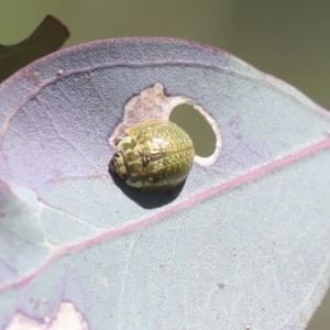 Paropsisterna cloelia at Hawker, ACT - 30 Oct 2021