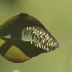 Paropsisterna cloelia at Hawker, ACT - 30 Oct 2021