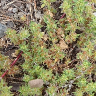 Crassula sieberiana (Austral Stonecrop) at Monash, ACT - 3 Nov 2021 by JanetRussell