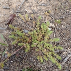 Crassula sieberiana at Monash, ACT - 3 Nov 2021 12:37 PM