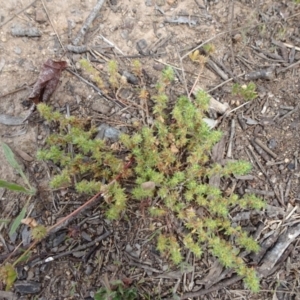 Crassula sieberiana at Monash, ACT - 3 Nov 2021 12:37 PM