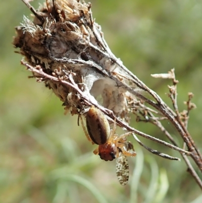 Opisthoncus sp. (genus) (Unidentified Opisthoncus jumping spider) at Cook, ACT - 24 Oct 2021 by CathB