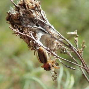 Opisthoncus sp. (genus) at Cook, ACT - 24 Oct 2021