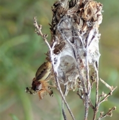 Opisthoncus sp. (genus) at Cook, ACT - 24 Oct 2021