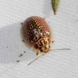 Paropsisterna decolorata at Hawker, ACT - 30 Oct 2021