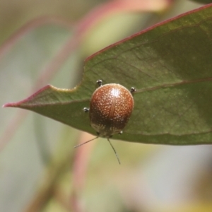 Paropsisterna decolorata at Hawker, ACT - 30 Oct 2021