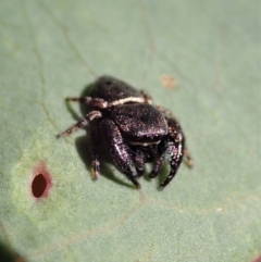 Simaethula sp. (genus) (A jumping spider) at Aranda Bushland - 31 Oct 2021 by CathB