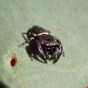 Simaethula sp. (genus) at Cook, ACT - 31 Oct 2021