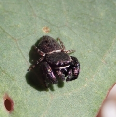 Simaethula sp. (genus) at Cook, ACT - 31 Oct 2021 03:58 PM