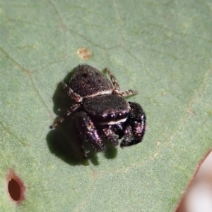 Simaethula sp. (genus) at Cook, ACT - 31 Oct 2021