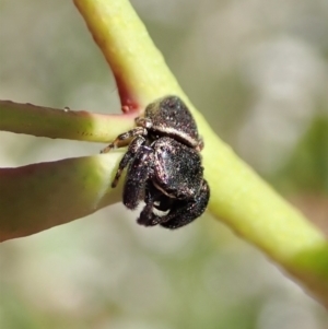 Simaethula sp. (genus) at Cook, ACT - 31 Oct 2021