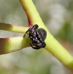 Simaethula sp. (genus) at Cook, ACT - 31 Oct 2021 03:58 PM