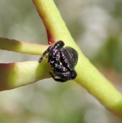 Simaethula sp. (genus) at Cook, ACT - 31 Oct 2021