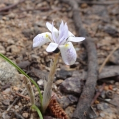 Moraea setifolia (Thread Iris) at Isabella Pond - 3 Nov 2021 by JanetRussell