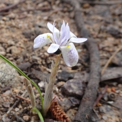 Moraea setifolia (Thread Iris) at Monash Grassland - 3 Nov 2021 by JanetRussell