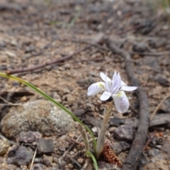 Moraea setifolia at Monash, ACT - 3 Nov 2021 12:42 PM