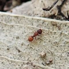 Meranoplus sp. (genus) (Shield Ant) at Bango Nature Reserve - 2 Nov 2021 by CathB