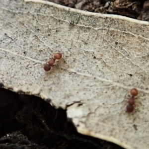 Meranoplus sp. (genus) at Bango, NSW - 2 Nov 2021