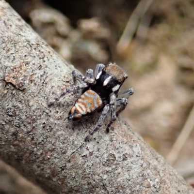 Maratus plumosus (Plumed Peacock Spider) at Bango Nature Reserve - 2 Nov 2021 by CathB