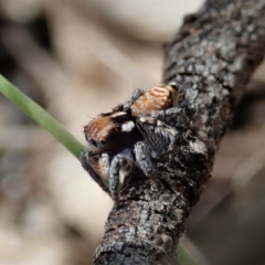 Maratus plumosus at Bango, NSW - 2 Nov 2021 01:31 PM