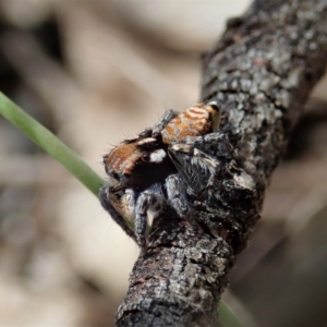 Maratus plumosus at Bango, NSW - 2 Nov 2021