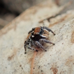 Maratus plumosus at Bango, NSW - 2 Nov 2021 01:31 PM