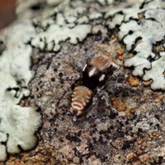 Maratus plumosus at Bango, NSW - 2 Nov 2021 01:31 PM