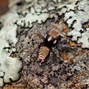 Maratus plumosus at Bango, NSW - 2 Nov 2021 01:31 PM