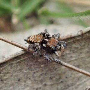 Maratus plumosus at Bango, NSW - 2 Nov 2021 01:31 PM