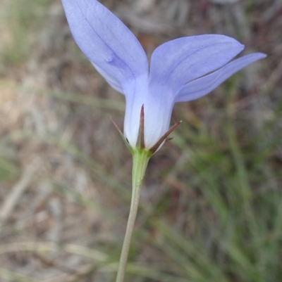 Wahlenbergia capillaris (Tufted Bluebell) at Isabella Pond - 3 Nov 2021 by JanetRussell