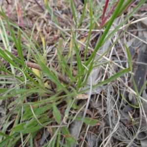 Wahlenbergia capillaris at Monash, ACT - 3 Nov 2021