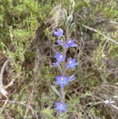 Thelymitra sp. (nuda complex) (A sun orchid) at Ginninderry Conservation Corridor - 4 Nov 2021 by Tyson