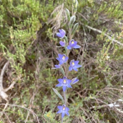 Thelymitra sp. (nuda complex) (Sun Orchid) at Coree, ACT - 4 Nov 2021 by Tyson