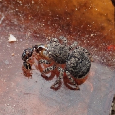 Maratus vespertilio (Bat-like peacock spider) at Bango Nature Reserve - 2 Nov 2021 by CathB