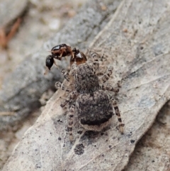 Maratus vespertilio at Bango, NSW - 2 Nov 2021