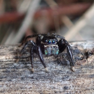 Jotus auripes at Bango, NSW - 2 Nov 2021