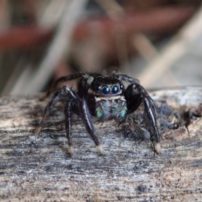 Jotus auripes (Jumping spider) at Bango, NSW - 2 Nov 2021 by CathB
