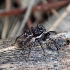 Jotus auripes at Bango, NSW - 2 Nov 2021 01:38 PM