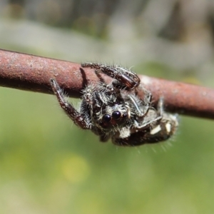 Sandalodes scopifer at Bango, NSW - 2 Nov 2021