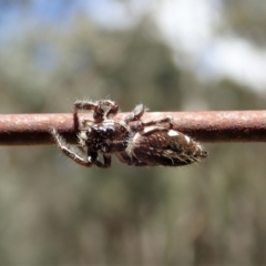 Sandalodes scopifer at Bango, NSW - 2 Nov 2021