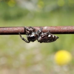 Sandalodes scopifer at Bango, NSW - 2 Nov 2021